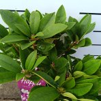 Rododendron hybridný (Rhododendron hybridum) - HAPPYDENDRON ´PUSHY PURPLE´ - výška 30-50 cm, kont. C5L